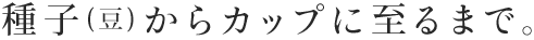 種子(豆)からカップに至るまで。